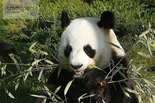 Großer Panda (ailuropoda melanoleuca)  Bambusbär  Große Pandas  Bambusbären  Kleinbären  Raubtiere  Säugetiere  Tiere  Giant Panda  Adult eating Bamboo Leaves