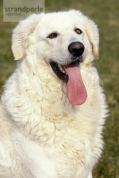 Kuvasz-Hund  Porträt mit herausgestreckter Zunge