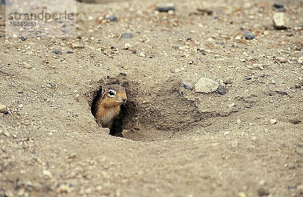 Pallid Ground Squirrel (xerus rutilus)  Erwachsener am Höhleneingang  Kenia  Afrika