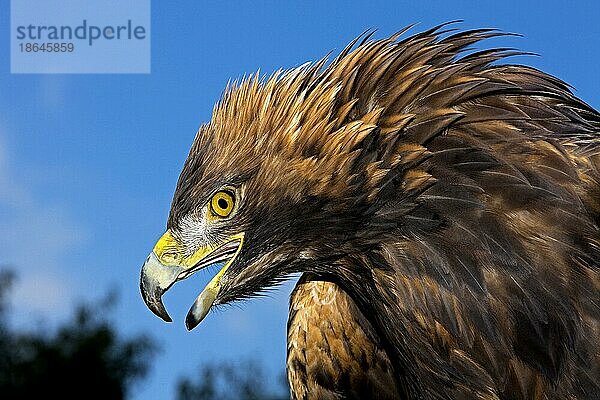 Steinadler (aquila chrysaetos)  Portrait eines Erwachsenen mit offenem Schnabel