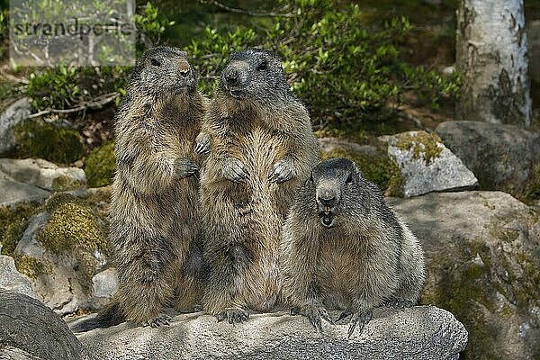 Alpenmurmeltier  Alpenmurmeltiere (marmota marmota)  Murmeltier  Murmeltiere  Nagetiere  Säugetiere  Tiere  Alpine Marmot  Adults on Rocks  Frankreich  Europa