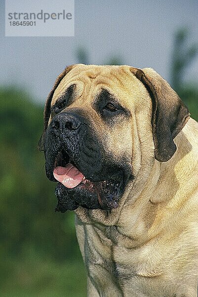 Mastiff-Hund  Porträt eines Erwachsenen