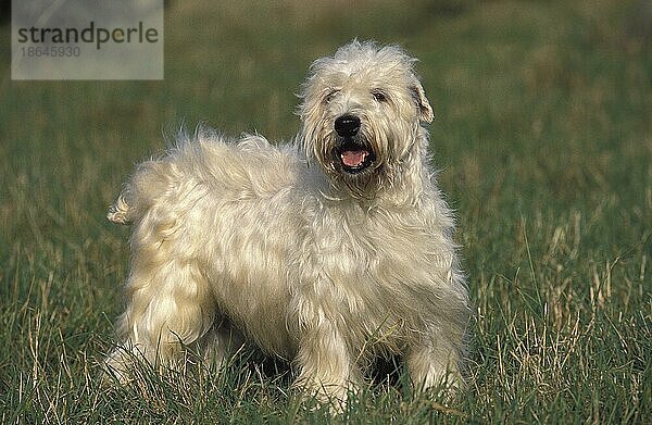 Soft Coated Wheaten Terrier  Erwachsener stehend auf Gras