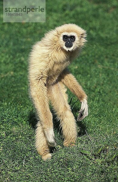 Weißhandgibbon (hylobates lar)  Erwachsener auf den Hinterbeinen stehend