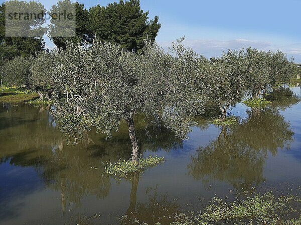 Echter Ölbaum  Olivenbaum  Olive  Oliven  Ölbaumgewächse  Flooded Olive's Trees Plantation  Sicily  Italy