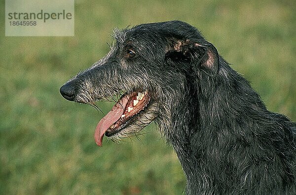 Scottish Deerhound  Porträt eines Erwachsenen