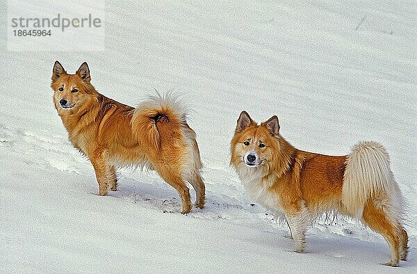 Islandhund oder Isländischer Schäferhund  Erwachsene stehend auf Schnee