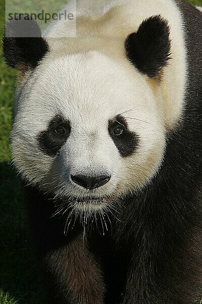 Großer Panda (ailuropoda melanoleuca)  Bambusbär  Große Pandas  Bambusbären  Kleinbären  Raubtiere  Säugetiere  Tiere  Giant Panda  Portrait of Adult