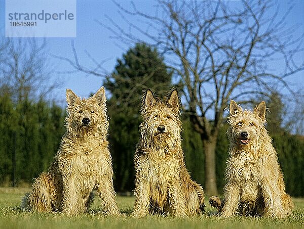 Picardischer Hirtenhund  Erwachsene sitzend auf Gras