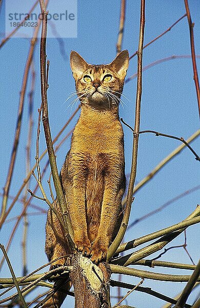 Abessinier Hauskatze  Erwachsener stehend auf Ast