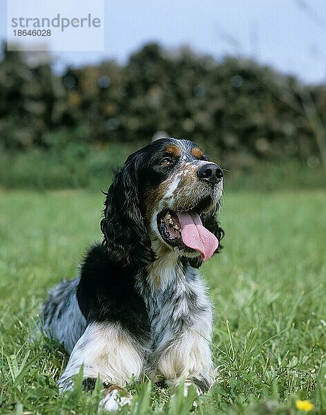 English Setter Hund  Erwachsener liegend auf Gras mit Zunge heraus