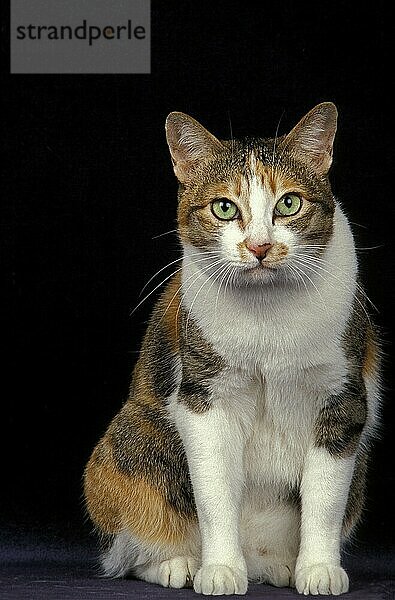 Japanischer Bobtail Hauskatze  Erwachsene sitzen gegen schwarzen Hintergrund