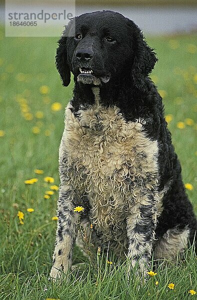 Friesischer Wasserhund  Erwachsener sitzend zwischen Blumen