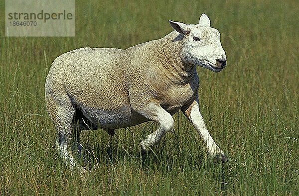 Texel Hausschaf  erwachsen laufend