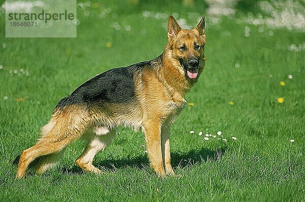 Deutscher Schäferhund  Rüde stehend auf Gras