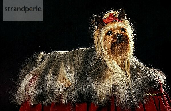 Yorkshire Terrier  Erwachsener gut gepflegt