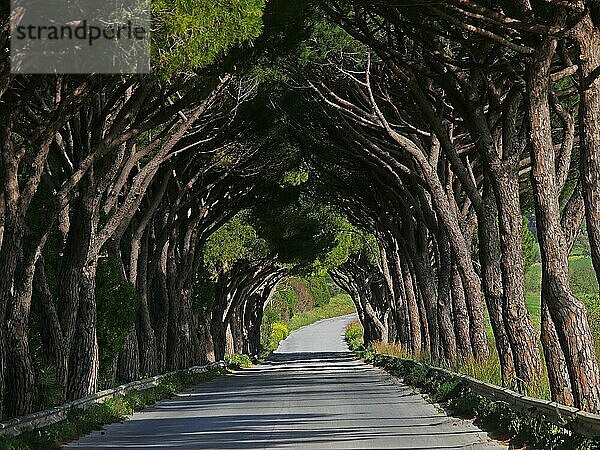 Von Bäumen gesäumte Straße  Agrigento in Sizilien  Italien  Europa