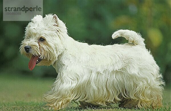 West Highland White Terrier  erwachsen auf Gras