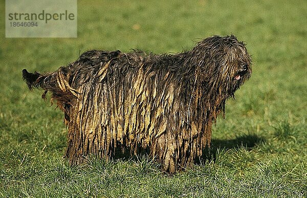 Bergamasker Schäferhund oder Bergamesischer Schäferhund  Erwachsener stehend auf Gras