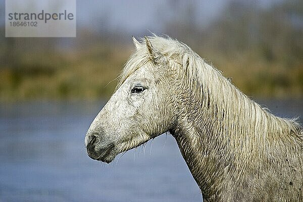 Camargue-Pferd  Porträt eines Erwachsenen  Saintes Maries de la Mer im Südosten Frankreichs