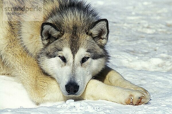 Siberian Husky  Erwachsener ruhend auf Schnee