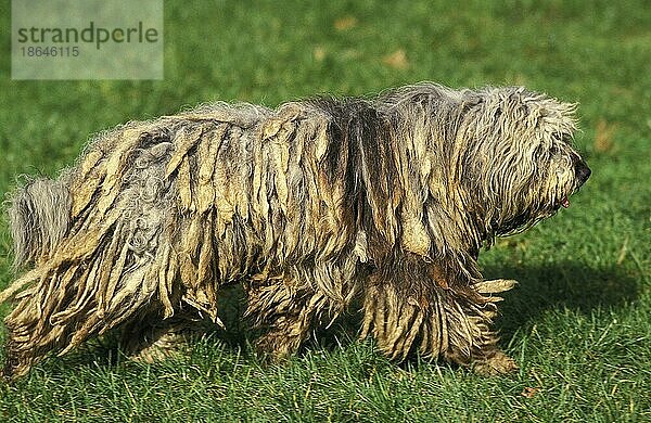 Bergamasker Schäferhund oder Bergamesischer Schäferhund  Erwachsener stehend auf Gras