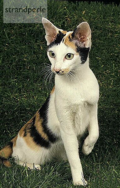 Orientalische Hauskatze  Erwachsener sitzend auf Gras