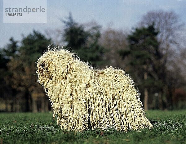 Ungarischer Puli Hund  Erwachsener stehend auf Rasen