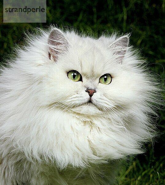 Chinchilla-Perser-Hauskatze  Portrait eines Erwachsenen