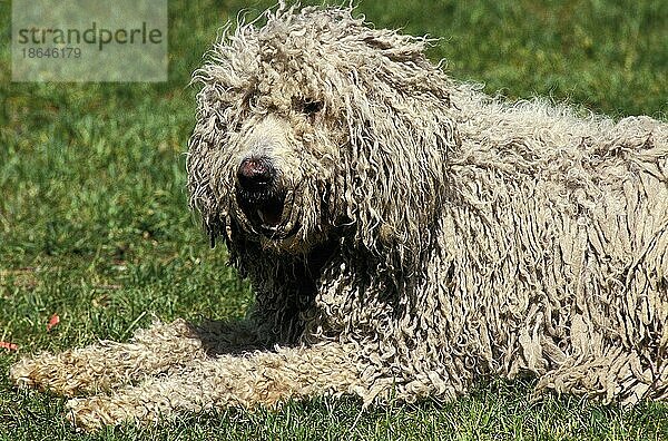 Komondor Hund  Erwachsener liegend auf Rasen