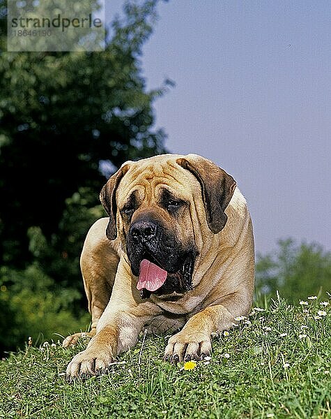 Mastiff Hund  Erwachsener liegend auf Gras