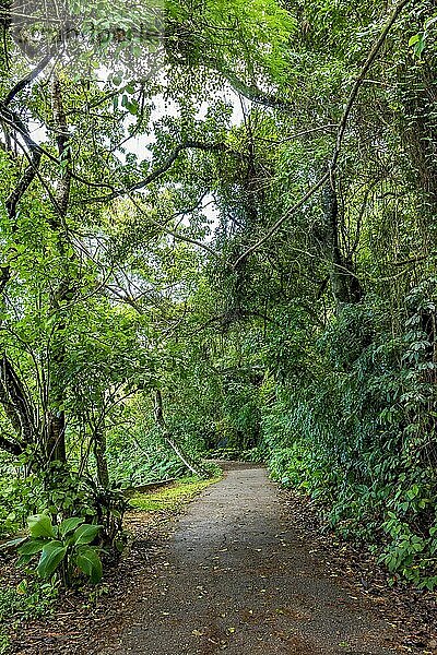 Pfad durch den Regenwald durch die Bäume in Rio de Janeiro  Brasilien  Südamerika