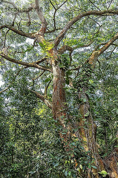 Baumstamm mit vielen Bromelien und anderen Parasiten im geschützten Regenwald von Rio de Janeiro  Brasilien  Südamerika