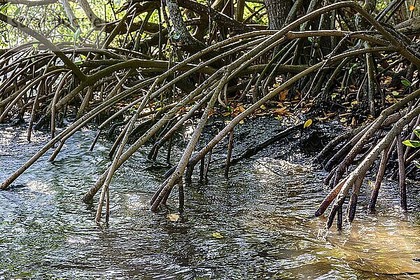 Dichte Vegetation im tropischen Mangrovenwald  dessen Wurzeln mit dem Meerwasser der Flüsse und Seen Brasiliens in Berührung kommen  Brasilien  Südamerika