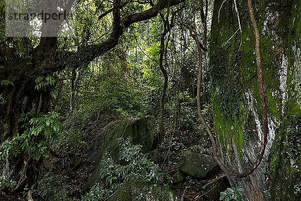 In der dichten Vegetation des atlantischen Regenwaldes von Rio de Janeiro  Rio de Janeiro  Rio de Janeiro  Brasilien  Südamerika