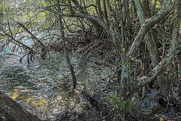 Dichte Wasservegetation  typisch für Mangroven mit ihren knorrigen Ästen und Wurzeln  die aus dem Wasser ragen  Brasilien  Südamerika