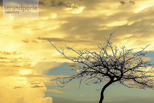 Silhouette von trockenen Baumzweigen bei Sonnenuntergang mit großen Wolken im Hintergrund  Belo Horizonte  Minas Gerais  Brasilien  Südamerika