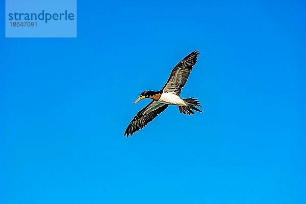 Tropischer Seevogel im Flug mit offenen Flügeln und blauem Himmel im Hintergrund  Brasilien  Südamerika