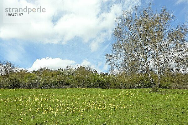 Wiesen-Schlüsselblume (Primula veris) blühend im Naturschutzgebiet Hörbacher Viehweide  Hessen  Deutschland  Europa