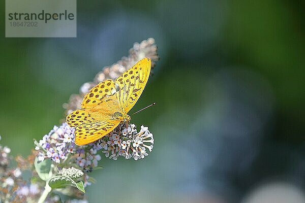 Kaisermantel (Argynnis paphia) auf Blütenrispe von Sommerflieder oder Schmetterlingsflieder (Buddleja davidii)  Bokeh  Nordrhein-Westfalen  Deutschland  Europa