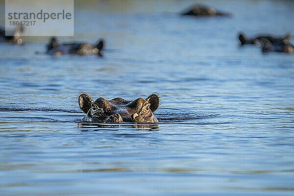 Nilpferd  (Hippopotamus amphibious) ist herausfordernd  offenen Mund und Zähne. Wütender Gesichtsausdruck. Hinter der Nilpferdkapsel. Kwando Fluss  Bwabwata National Park  Namibia  Afrika