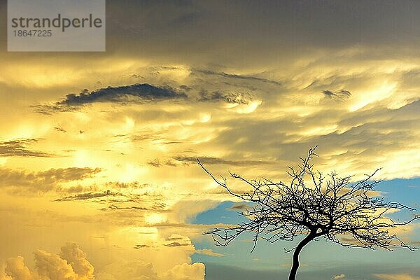 Silhouette eines trockenen Baumes bei Sonnenuntergang mit großen Wolken im Hintergrund  Belo Horizonte  Minas Gerais  Brasilien  Südamerika