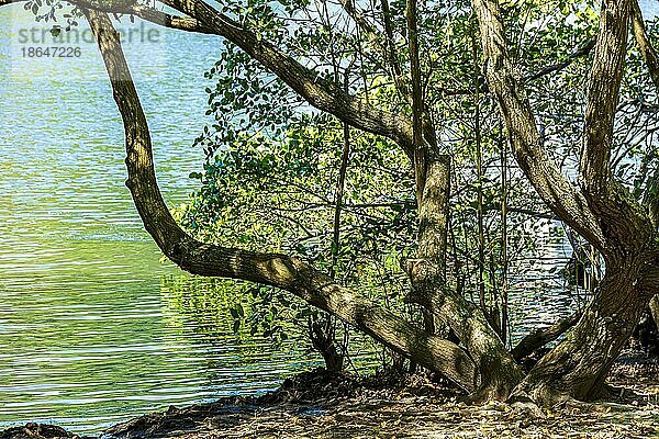 Typische Mangrovenvegetation mit knorrigen Bäumen an der Küste des südöstlichen Brasiliens  Brasilien  Südamerika