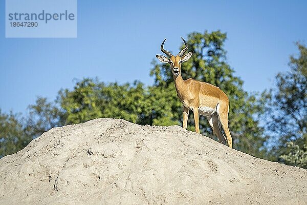 Impalabock steht mit offenem Maul auf einem Termitengestell. Kwandofluss Bwabwata Nationalpark  Namibia  Afrika