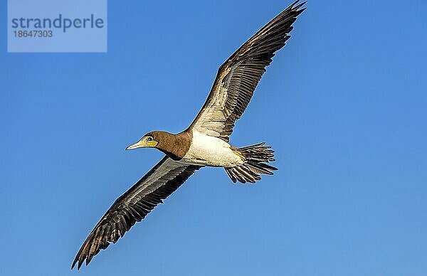 Tropischer Seevogel im Flug mit offenen Flügeln und blauem Himmel im Hintergrund  Brasilien  Südamerika