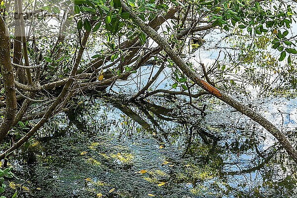 Mangrovenvegetation mit ihren Wurzeln in Wasser getaucht und zufrieden  Brasilien  Südamerika