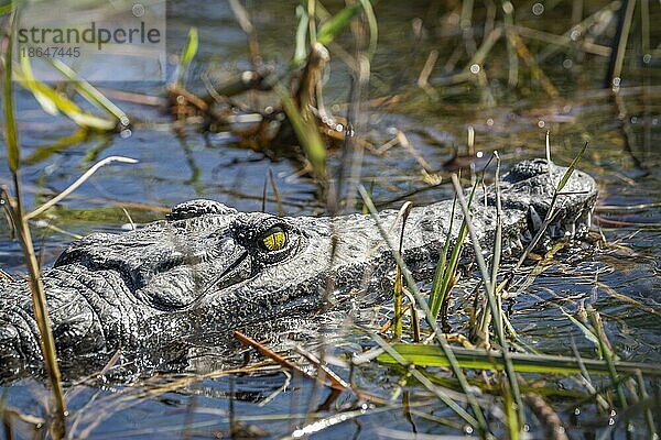 Nilkrokodil (Crocodylus niloticus)  Nahaufnahme von Kopf und Gesicht des Reptils. Gelbes Auge. Chobe Nationalpark  Botswana  Afrika