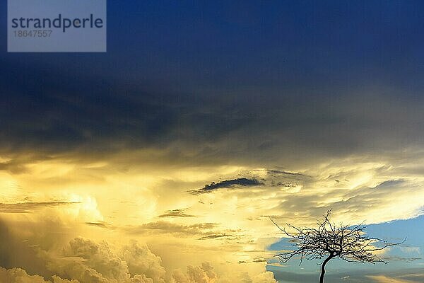 Silhouette eines trockenen Baumes bei Sonnenuntergang mit großen Regenwolken im Hintergrund  Belo Horizonte  Minas Gerais  Brasilien  Südamerika