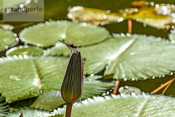 Libelle auf einer typischen amazonischen Wasserpflanze  die kurz vor der Blüte steht  Brasilien  Südamerika