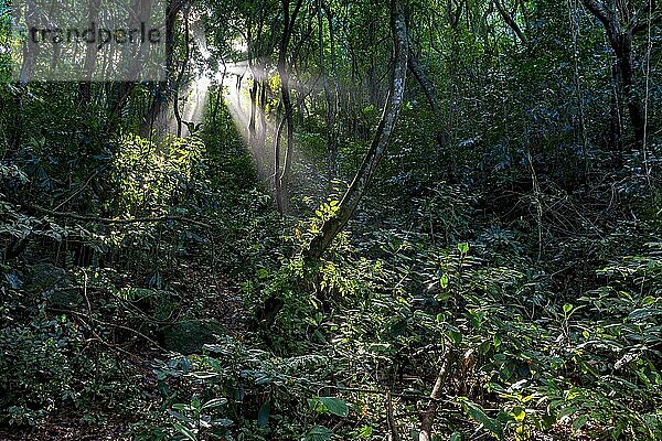 Licht  das durch die Bäume des dichten Regenwaldes in Rio de Janeiro  Brasilien  fällt  Südamerika